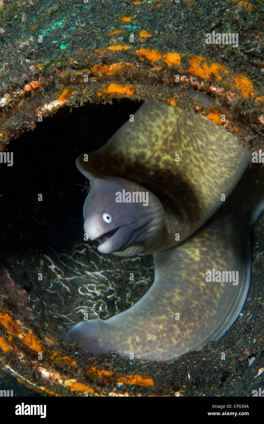Moray Eel hiding in Litter Stock Photo