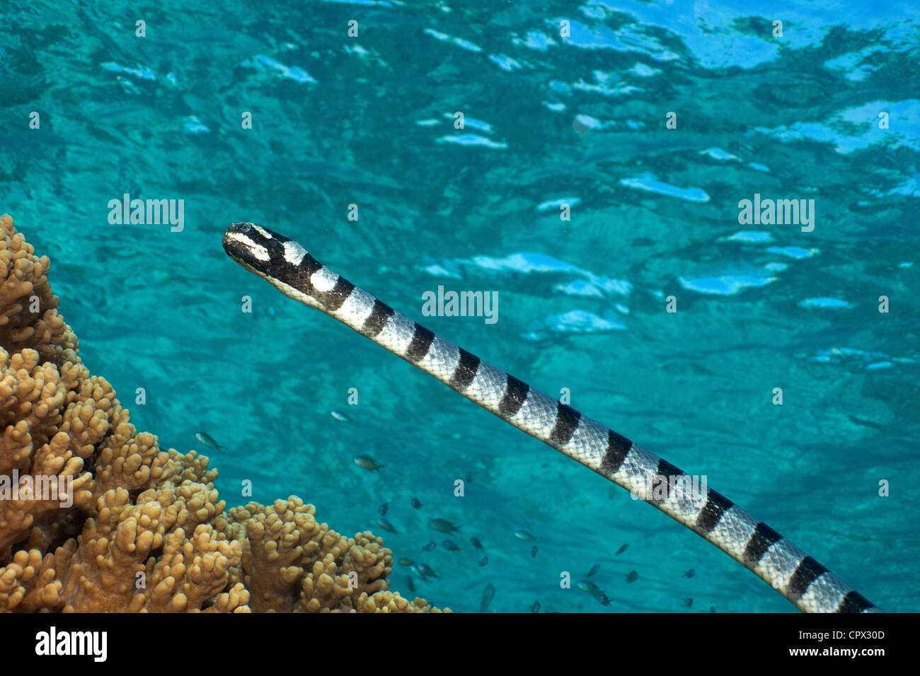 Free-swimming Sea Snake Stock Photo