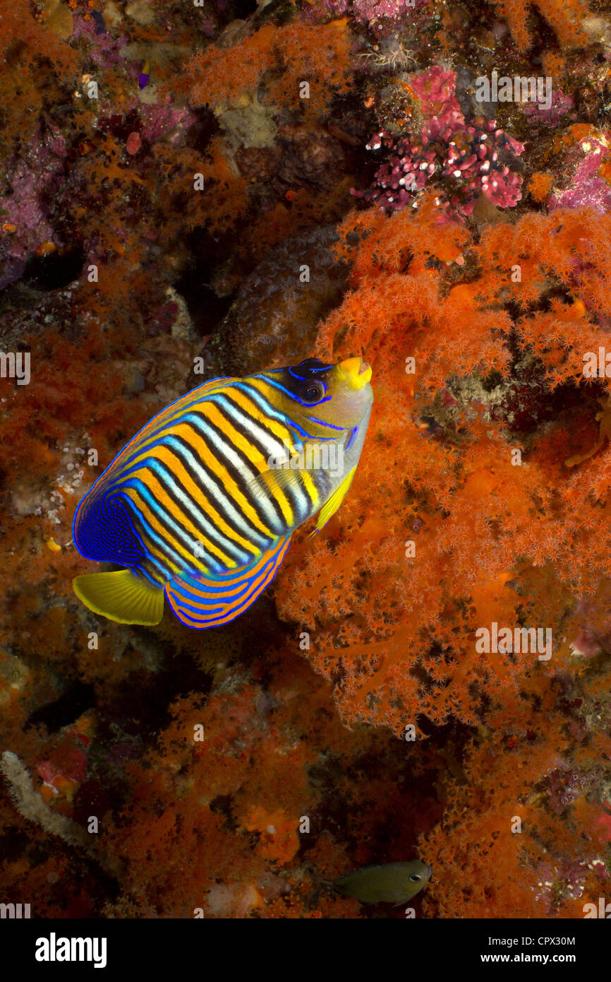 Regal angelfish on coral reef Stock Photo