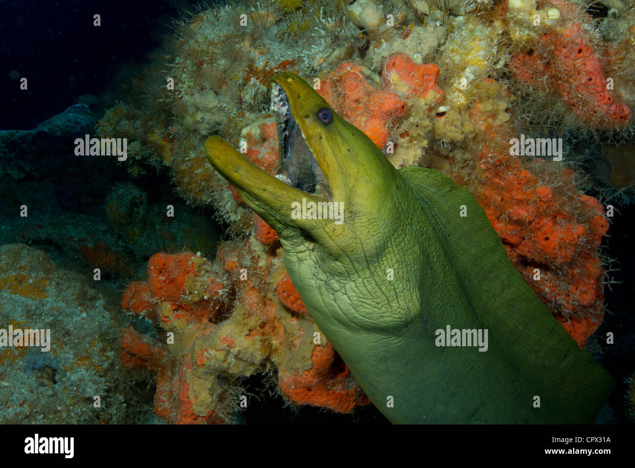 Gaping mouth of Green Moray Eel Stock Photo
