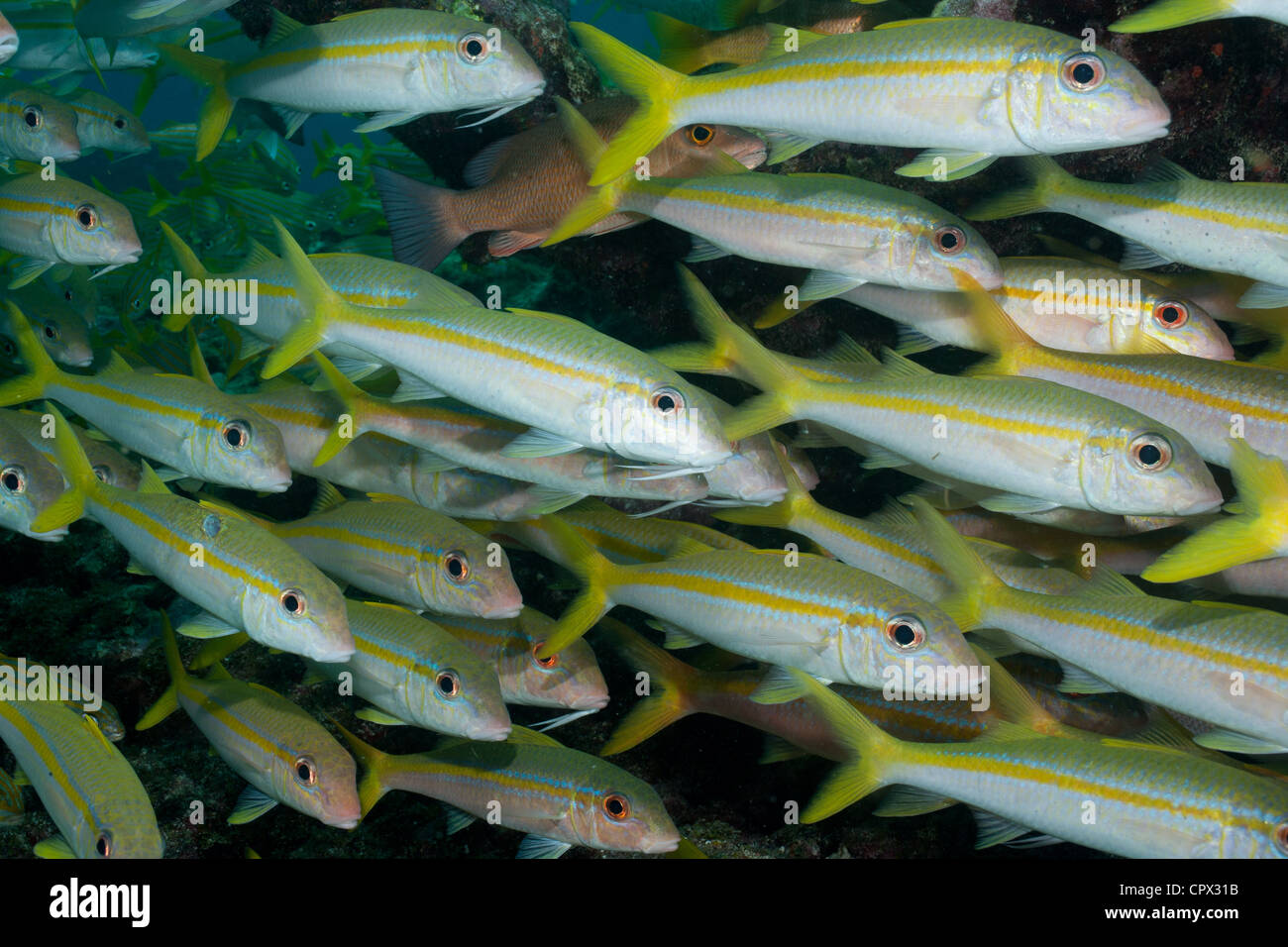 School of Yellow Goatfish Stock Photo