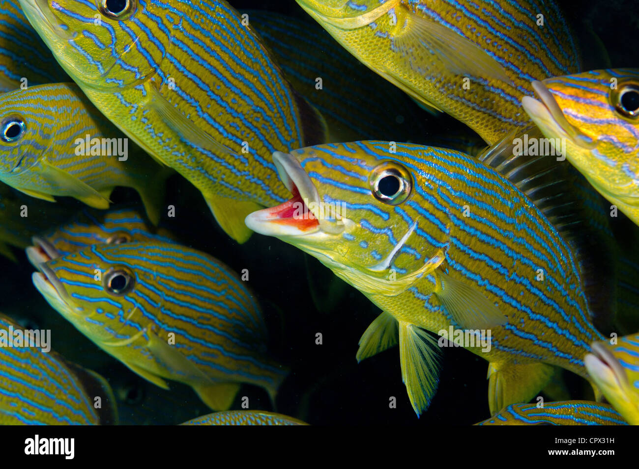 School of Blue Striped Grunt Stock Photo