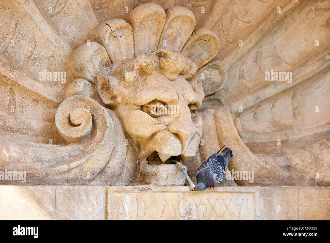 Pigeon drinking from water fountain in Piazza Francesco Ferrucci in Radda-in-Chianti, Tuscany, Italy Stock Photo