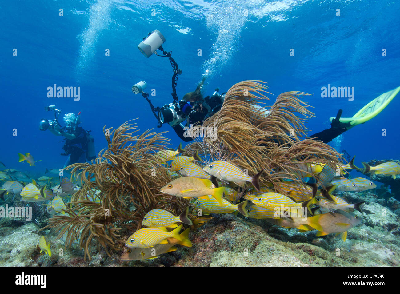 Photographers on Coral Reef Stock Photo