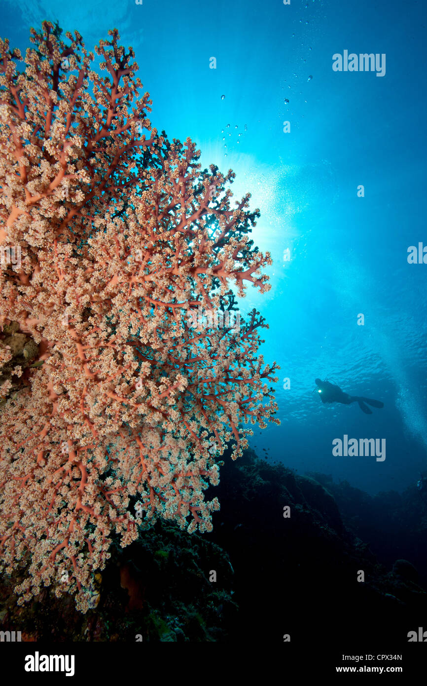 Scuba Diver and Gorgonian Stock Photo