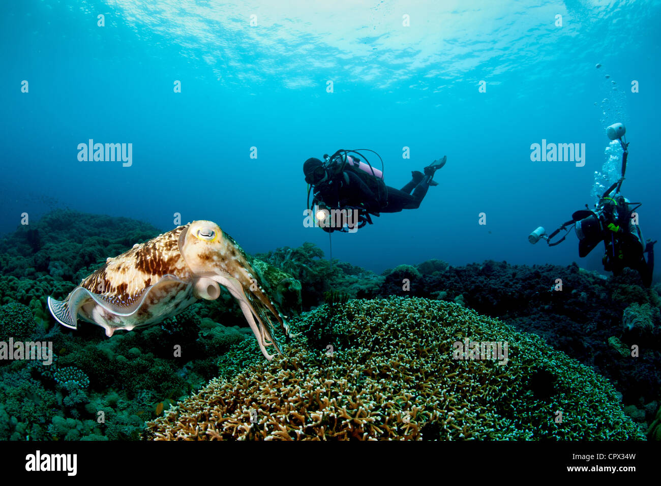 Scuba Diving in Buyat Bay Stock Photo