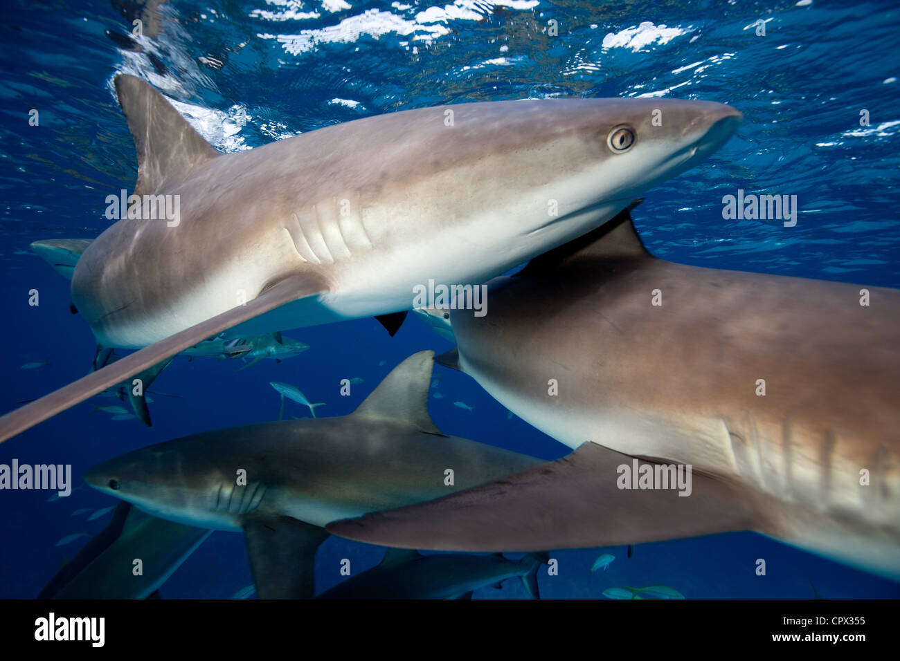 Frenzy of Caribbean Reef Sharks Stock Photo