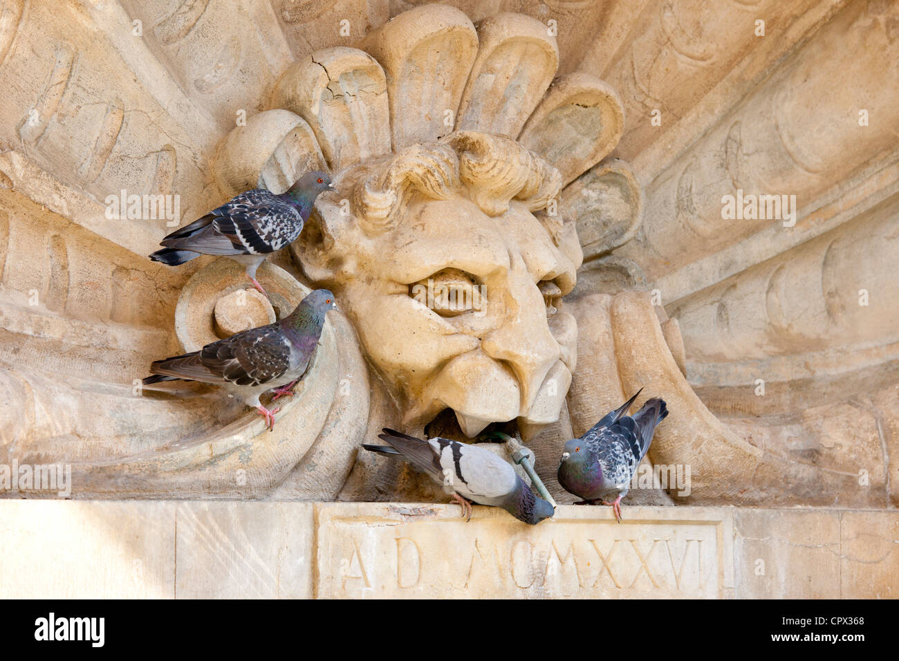 Pigeons drinking from water fountain in Piazza Francesco Ferrucci in Radda-in-Chianti, Tuscany, Italy Stock Photo