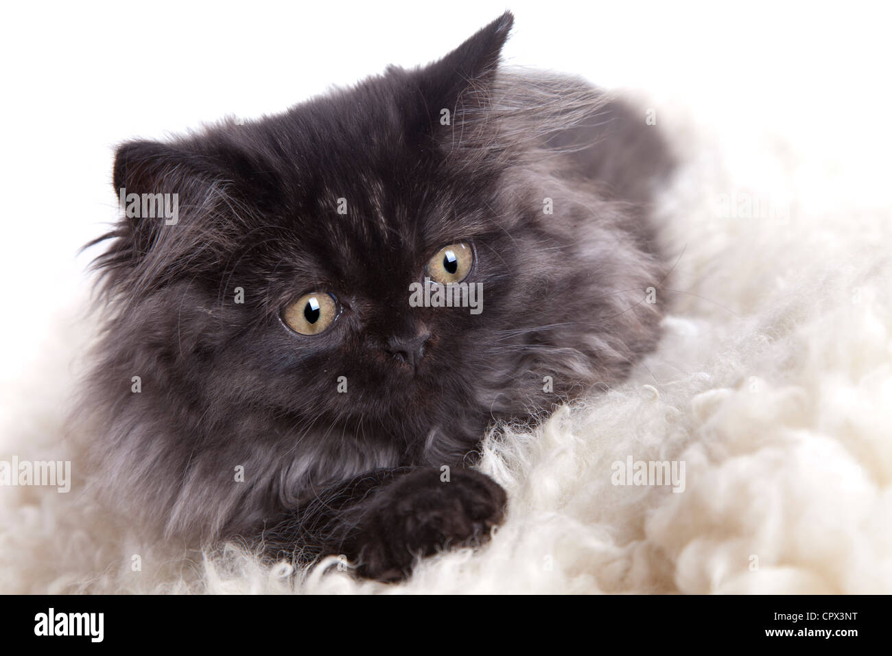 British longhair cat Stock Photo Alamy