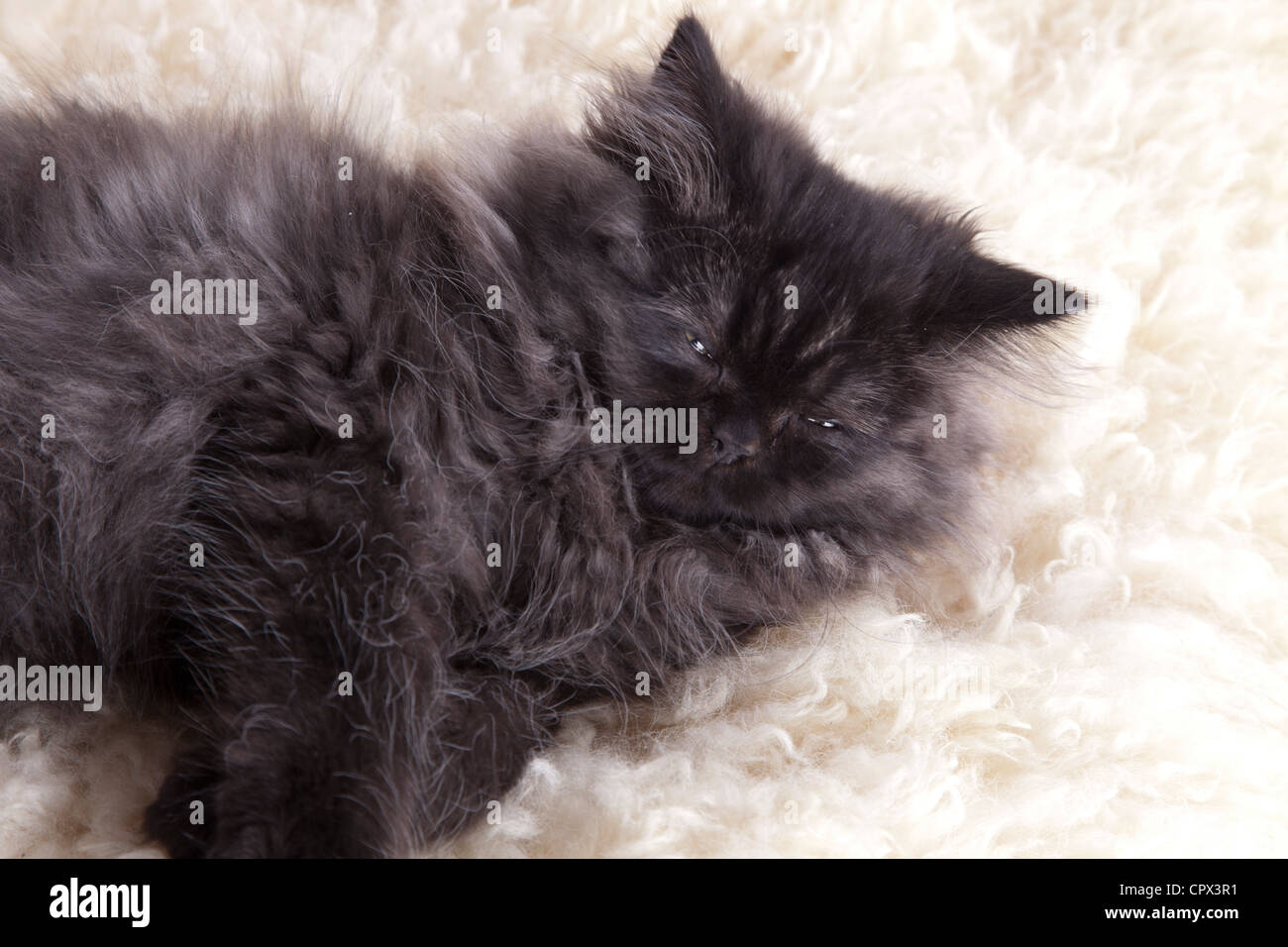 British longhair cat Stock Photo Alamy