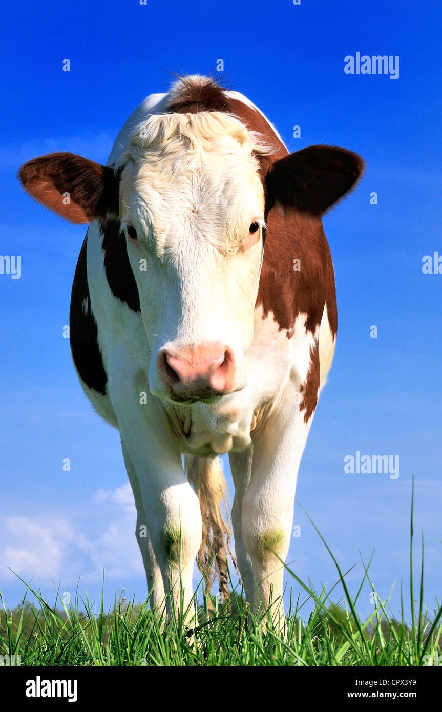 beautiful and curious cow in the landscape, rural situation Stock Photo