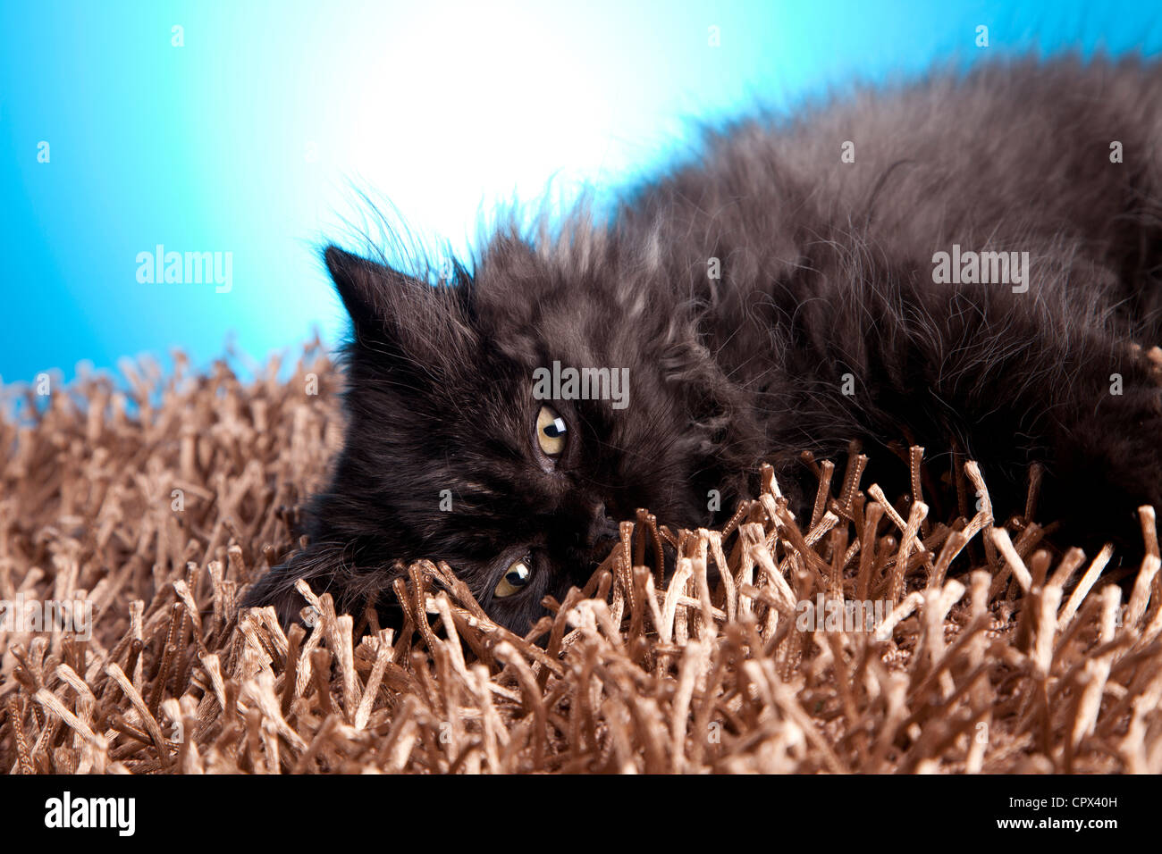 British longhair isolated hi-res stock photography and images - Alamy