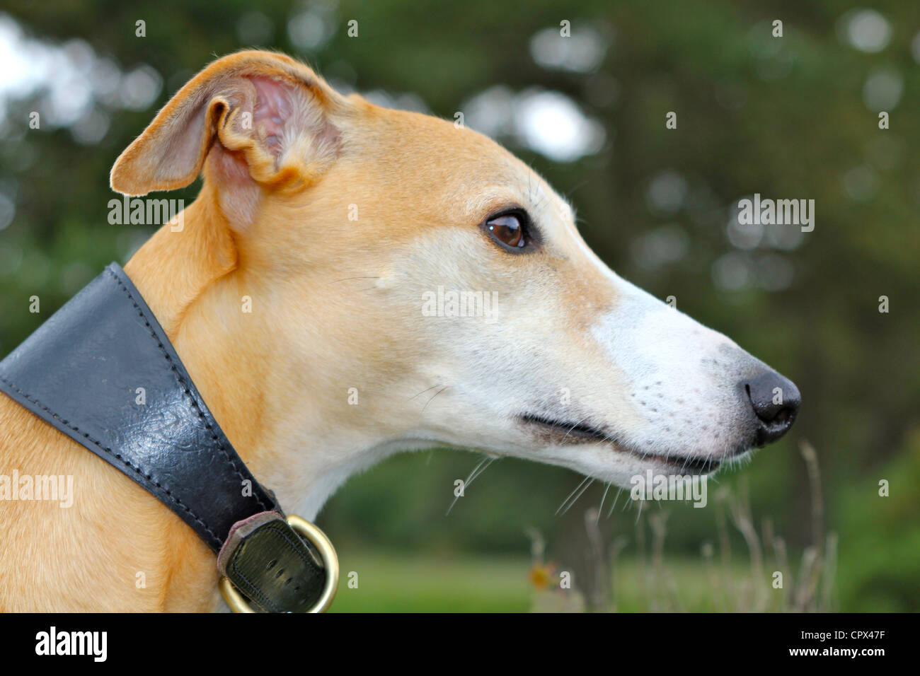 Profile of pedigree whippet Stock Photo Alamy