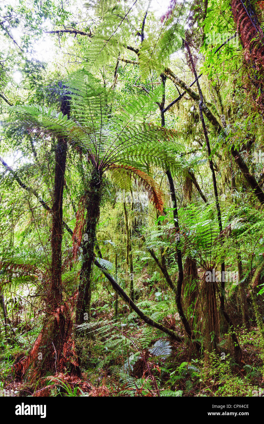 The New Zealand native bush Stock Photo Alamy