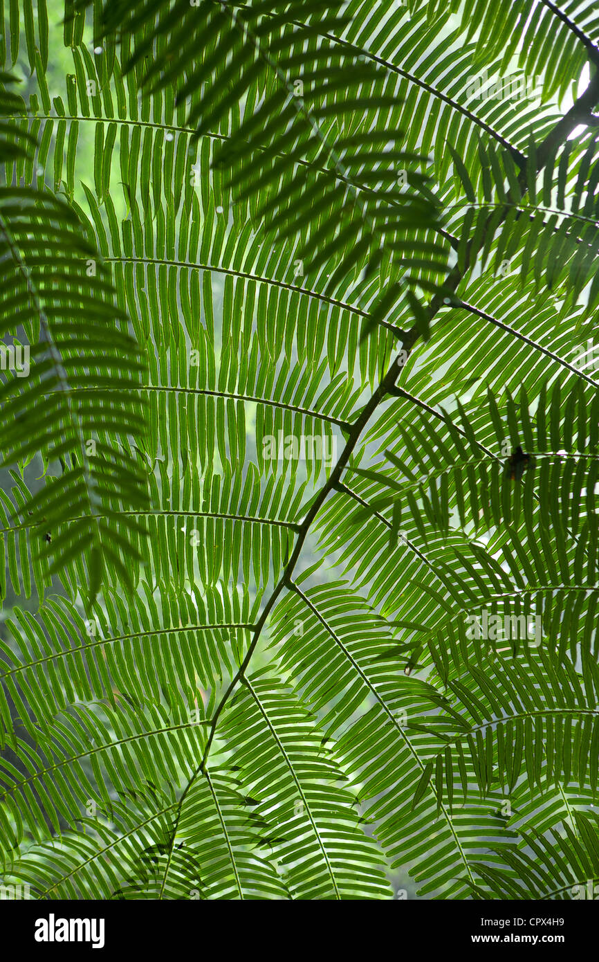 the leaves in the rainforest at Casaroro Falls, nr Dumaguete, Negros, Philippines Stock Photo