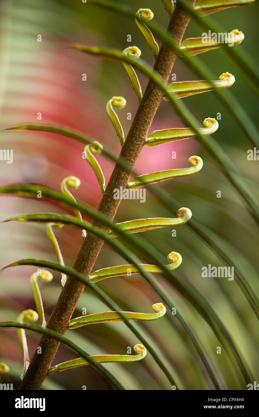 fern detail, Negros, Philippines Stock Photo