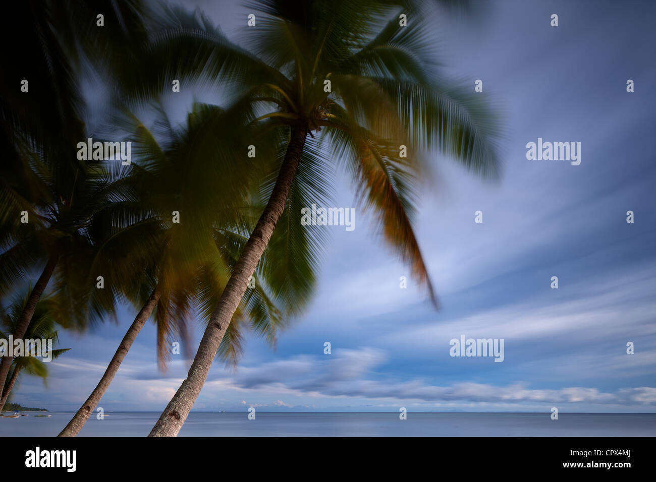 palm trees swaying in the wind, San Juan Beach, Siquijor, The Visayas, Philippines Stock Photo