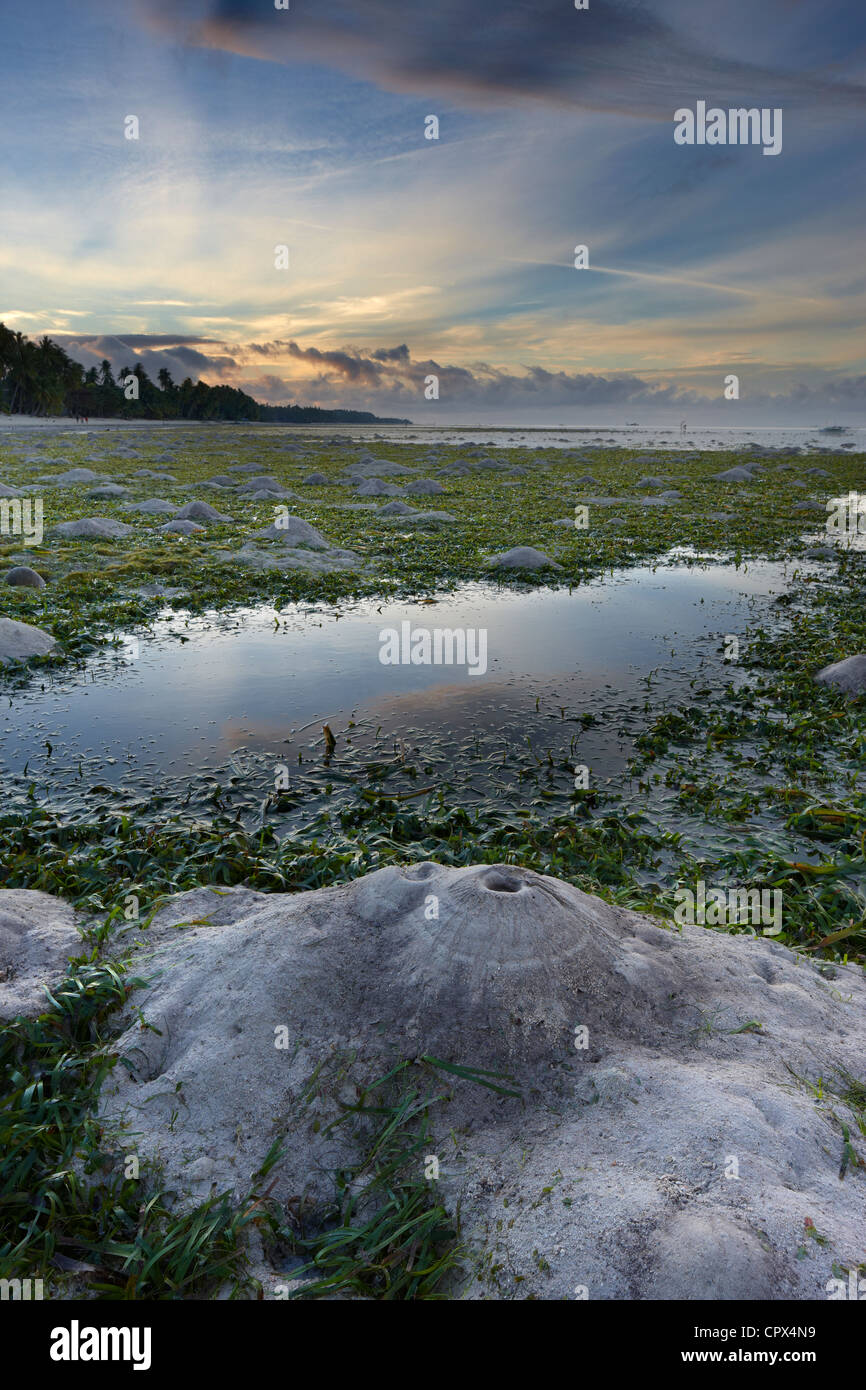 crabs burrows exposed by the low tide, San Juan Beach, Siquijor, The Visayas, Philippines Stock Photo
