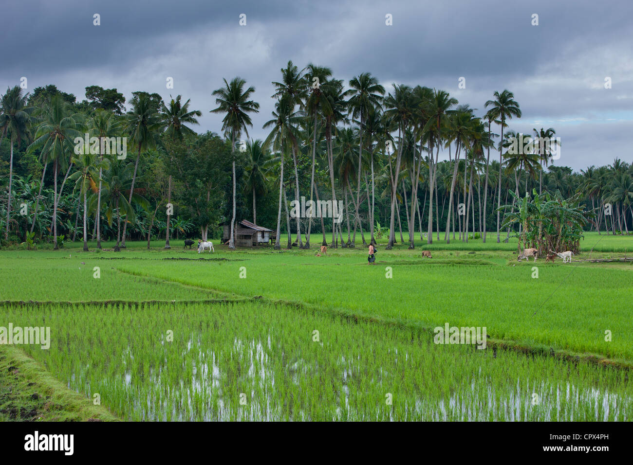 a rice paddy on Siquijor, The Visayas, Philippines Stock Photo