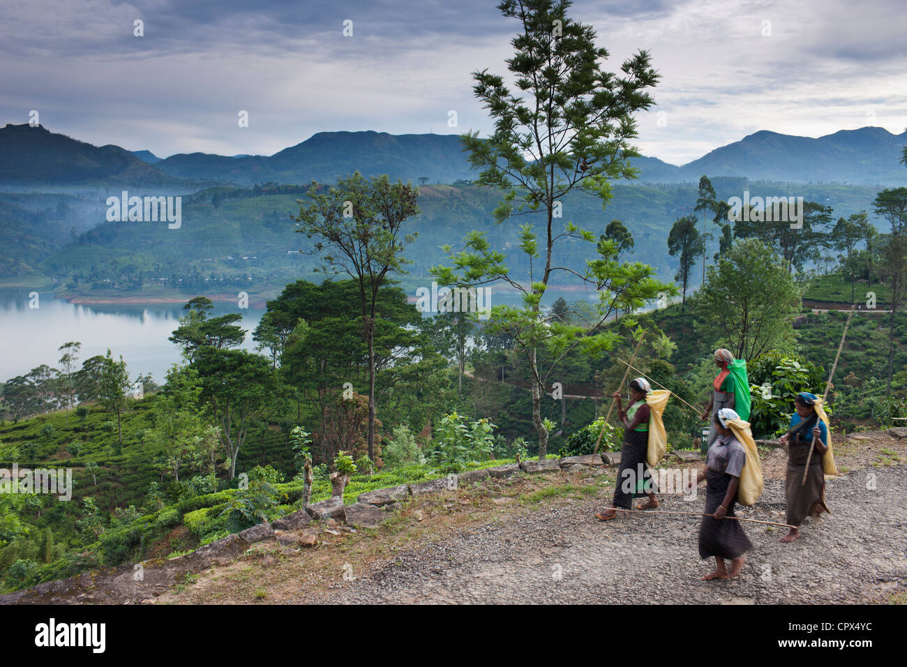 tea pluckers on their way to work on a plantation near Hatton, Central Highlands, Sri Lanka Stock Photo