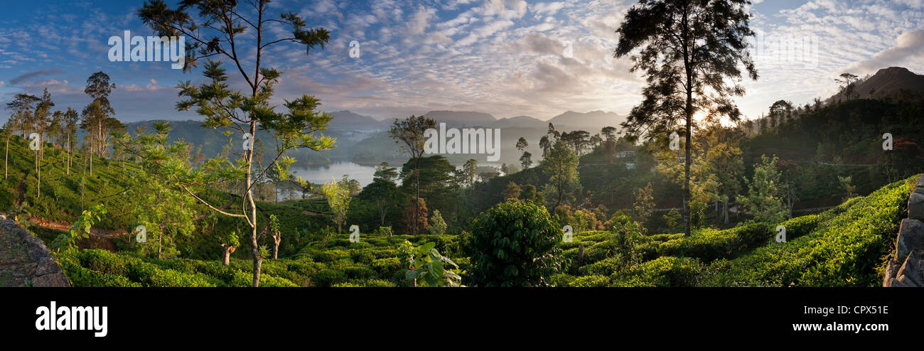 a tea plantation near Hatton, Central Highlands, Sri Lanka Stock Photo