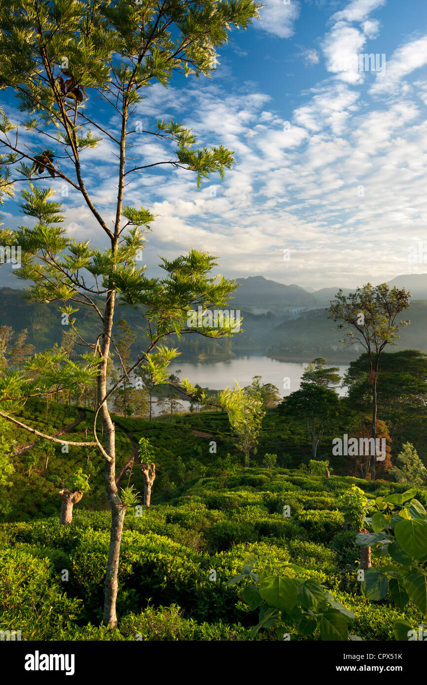 a tea plantation near Hatton, Central Highlands, Sri Lanka Stock Photo