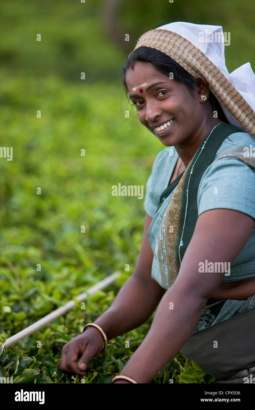 tea pluckers on the Pedro Estate, Nuwara Eliya, Southern Highlands, Sri Lanka Stock Photo