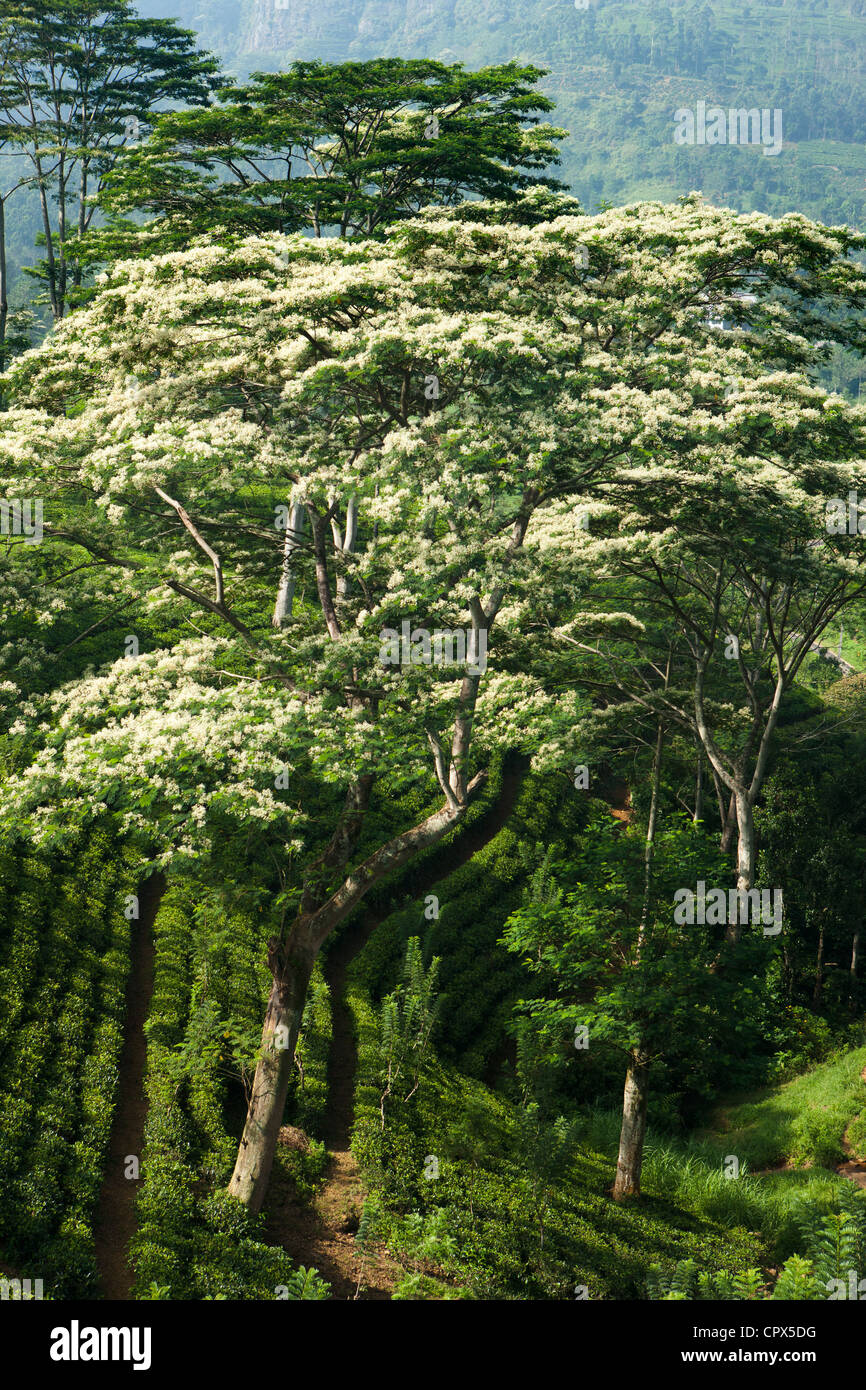 tea growing nr Laabookellie, nr Nuwara Eliya, Sri Lanka Stock Photo - Alamy