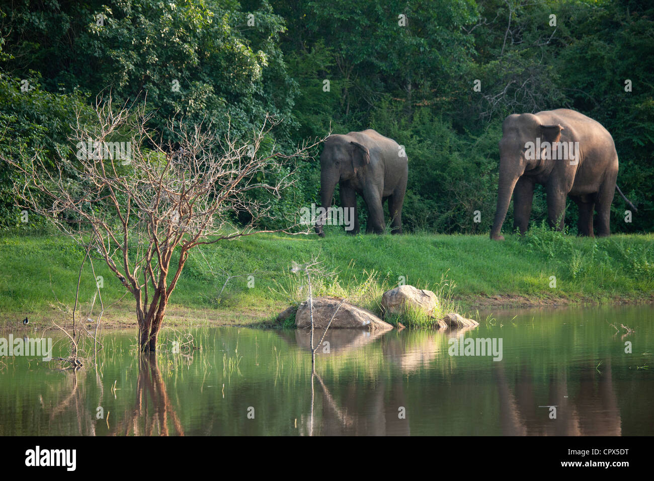 elephants, nr Anuradhupura, Sri Lanka Stock Photo