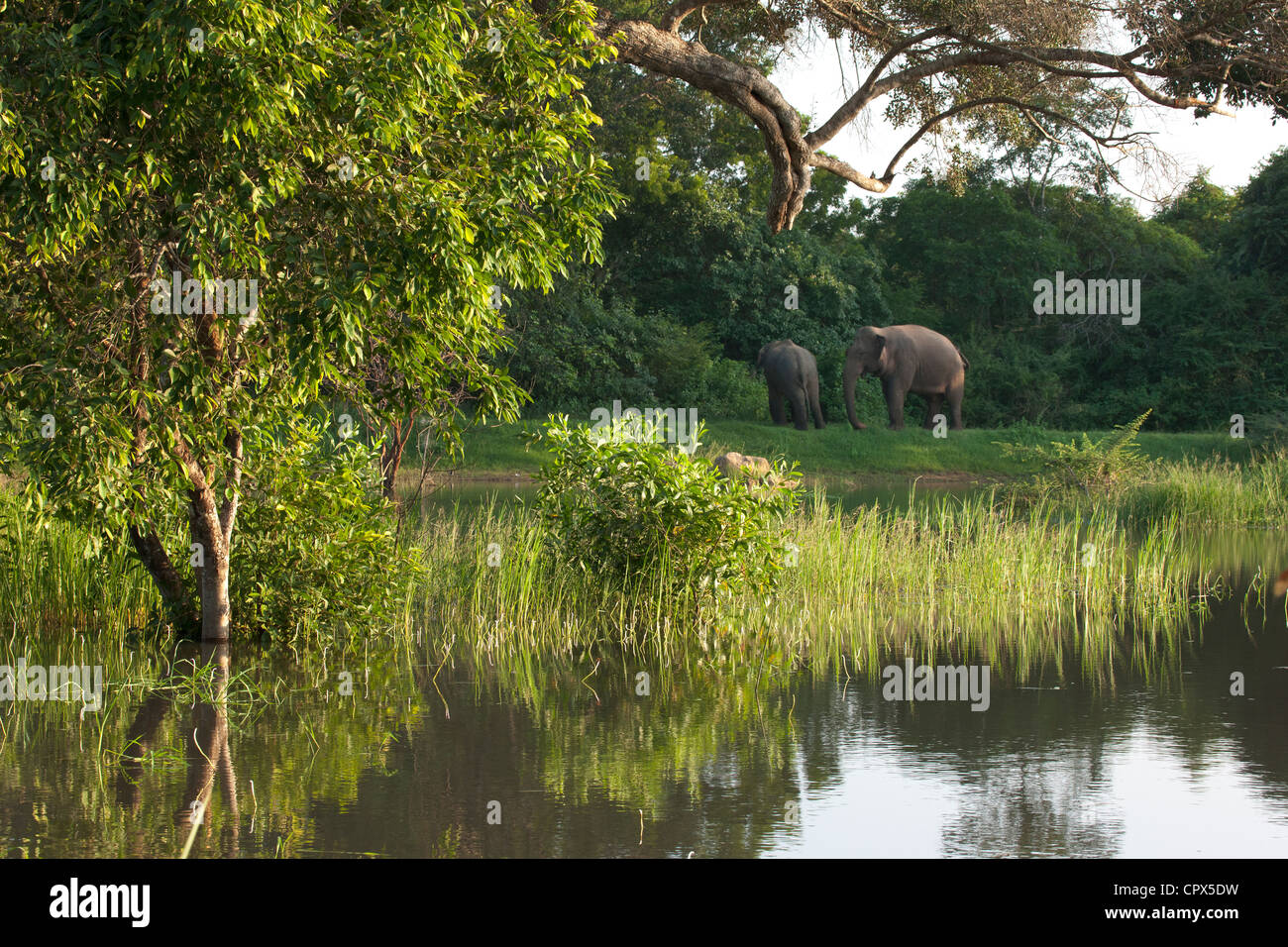 Elephants, Wilpattu National Park, Sri Lanka Stock Photo