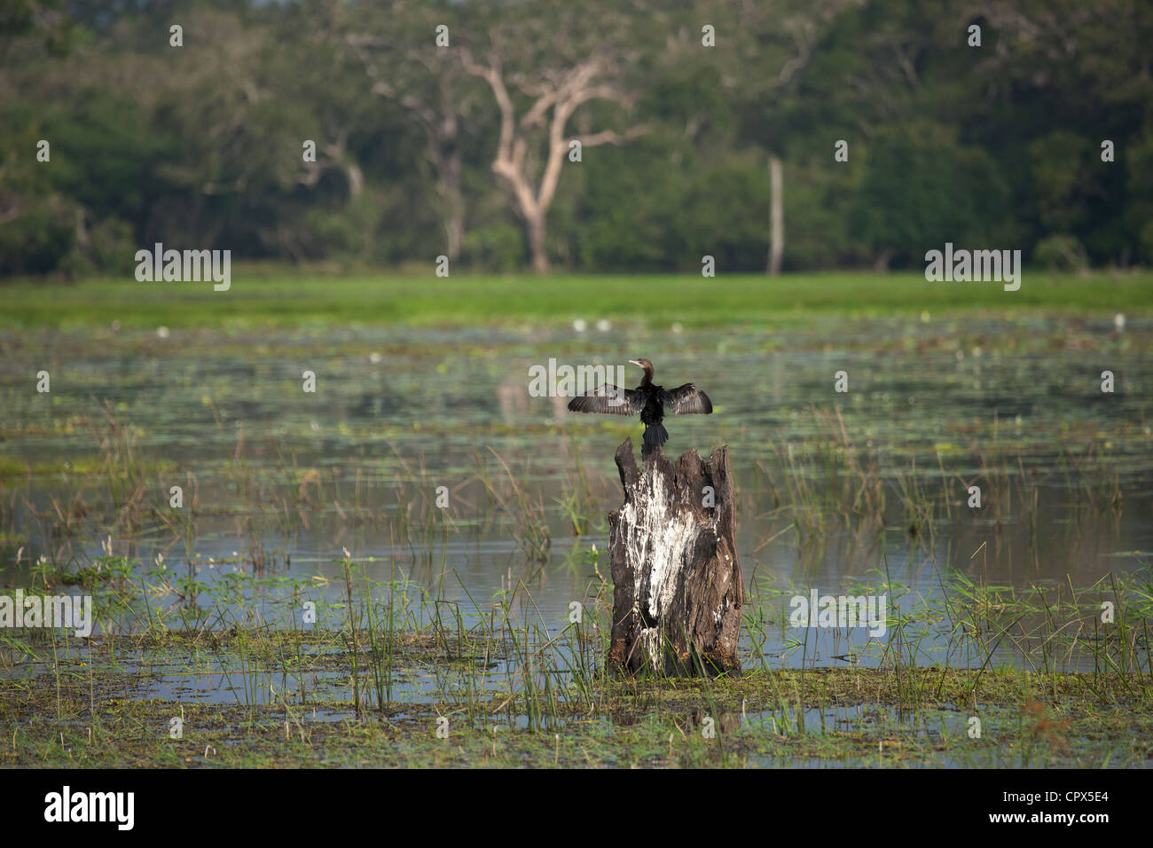 Little Cormorant, Wilpattu National Park, Sri Lanka Stock Photo