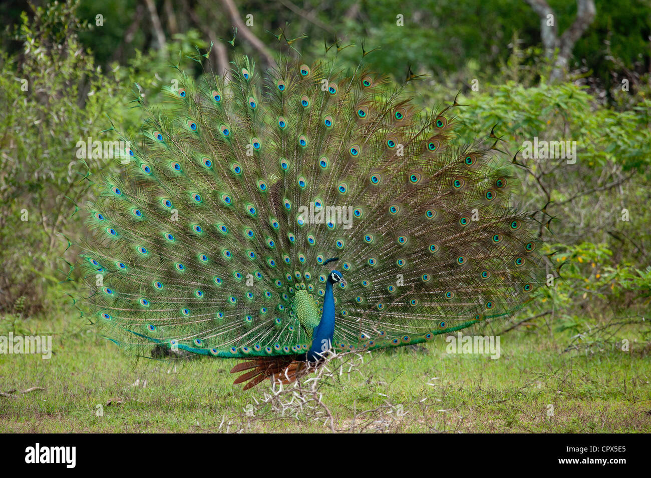 a peacock displaying, Wilpattu National Park, Sri Lanka Stock Photo