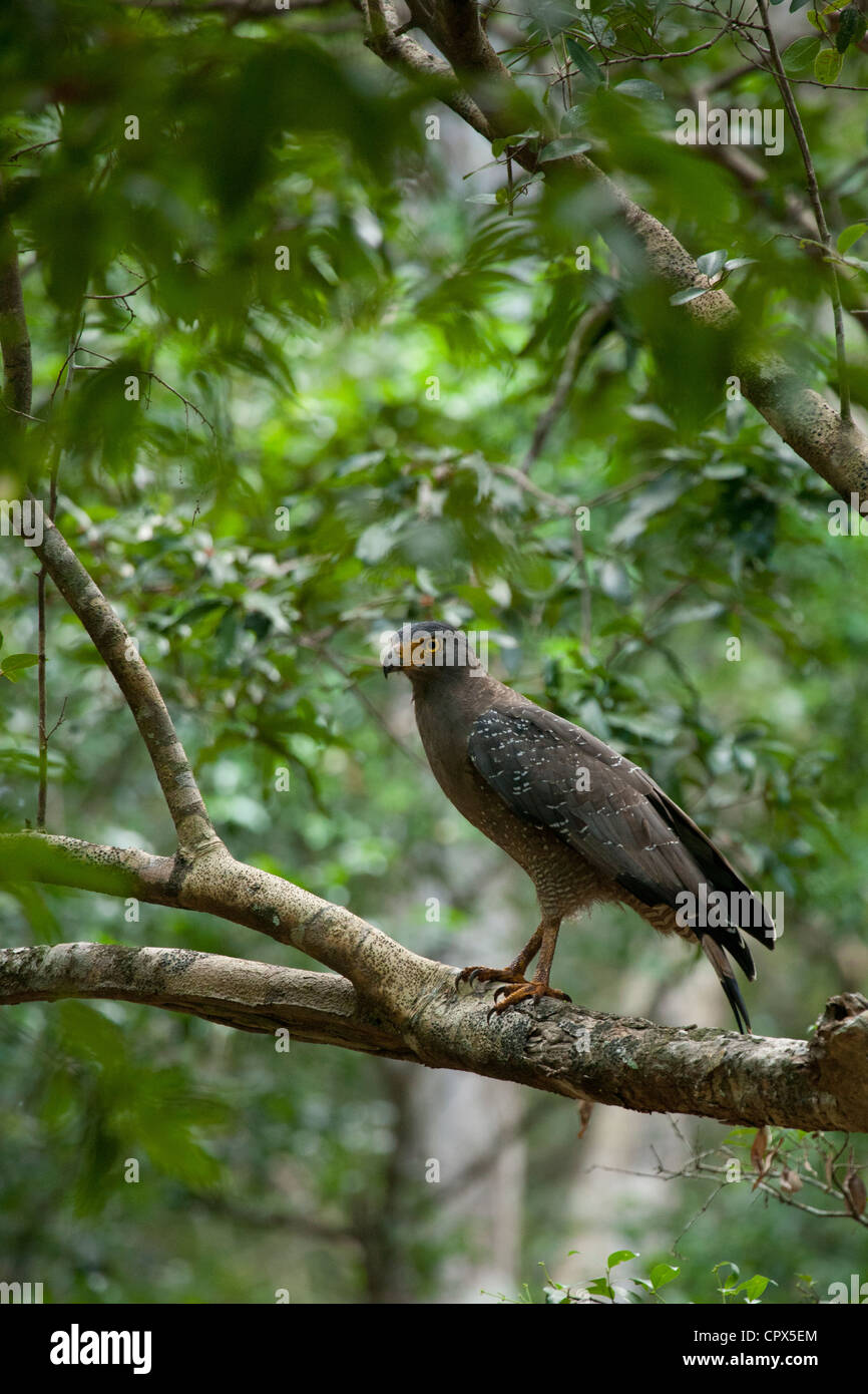 Black Eagle (Ictinaetus malayensis) sub-adult, calling, in flight,  Sinharaja Forest N.P., Sri Lanka, december Stock Photo - Alamy
