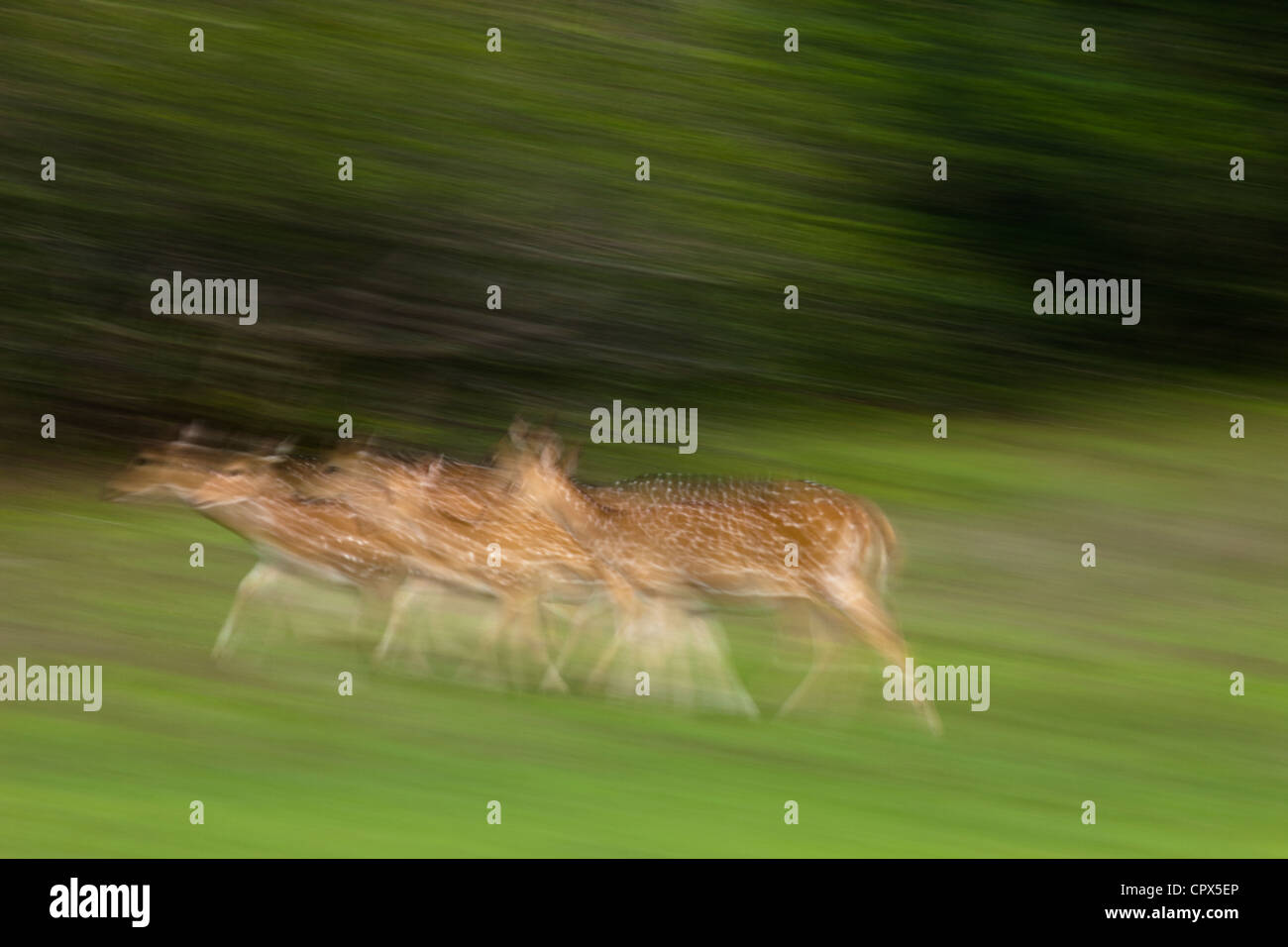 Spotted deer, Wilpattu National Park, Sri Lanka Stock Photo