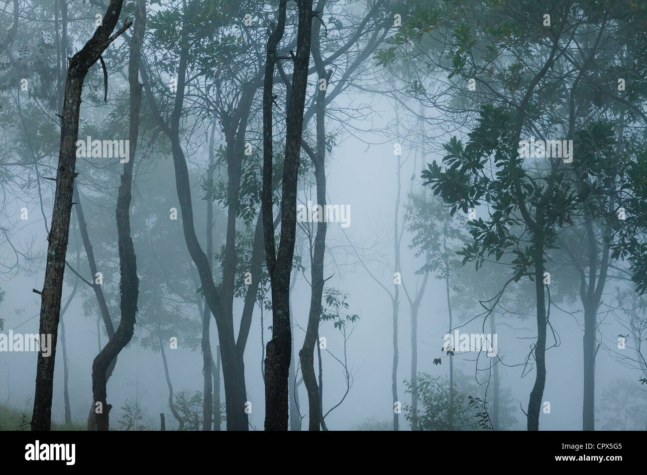 a misty morning in Kandehana, nr Ella, Southern Highlands, Sri Lanka Stock Photo