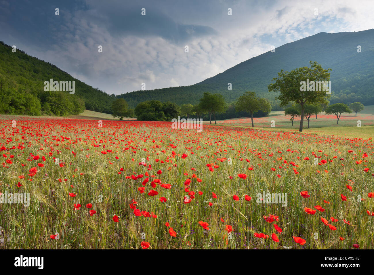 poppies in a field, nr Norcia, Umbria, Italy Stock Photo