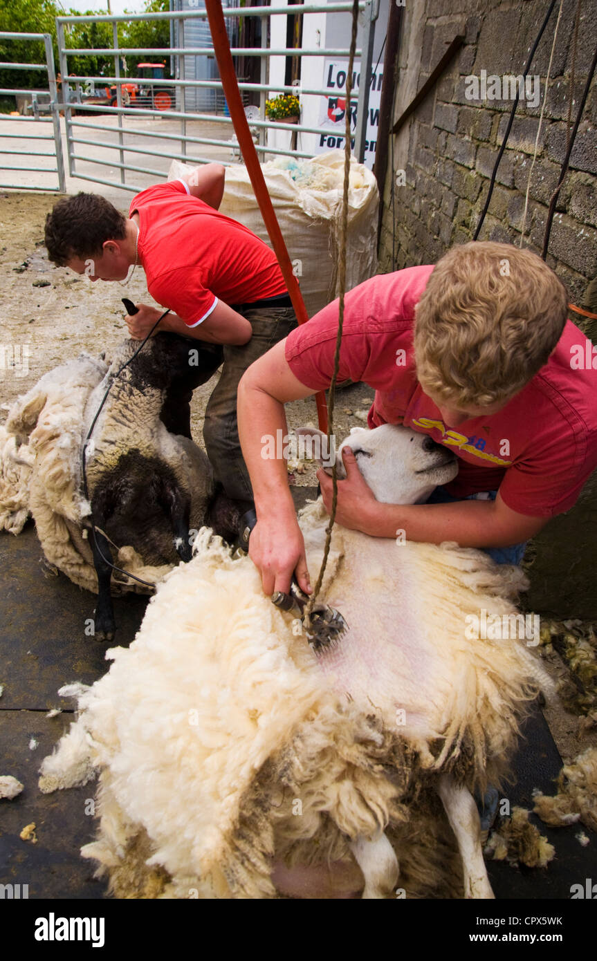 Shearing sheep two young men working Stock Photo Alamy