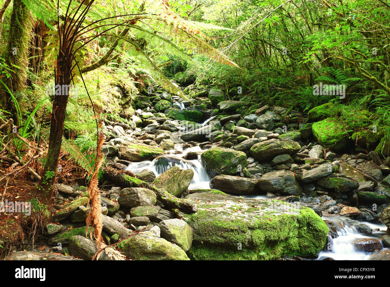Stream among New Zealand native bush Stock Photo Alamy