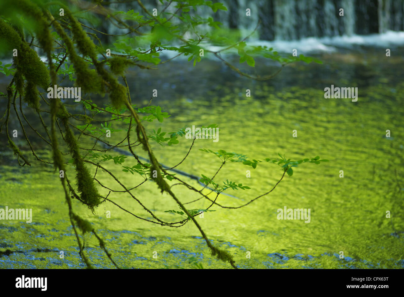 Source of the short river in the cantone of the Neuchatel called Areuse in the Swiss Jura mountains Stock Photo