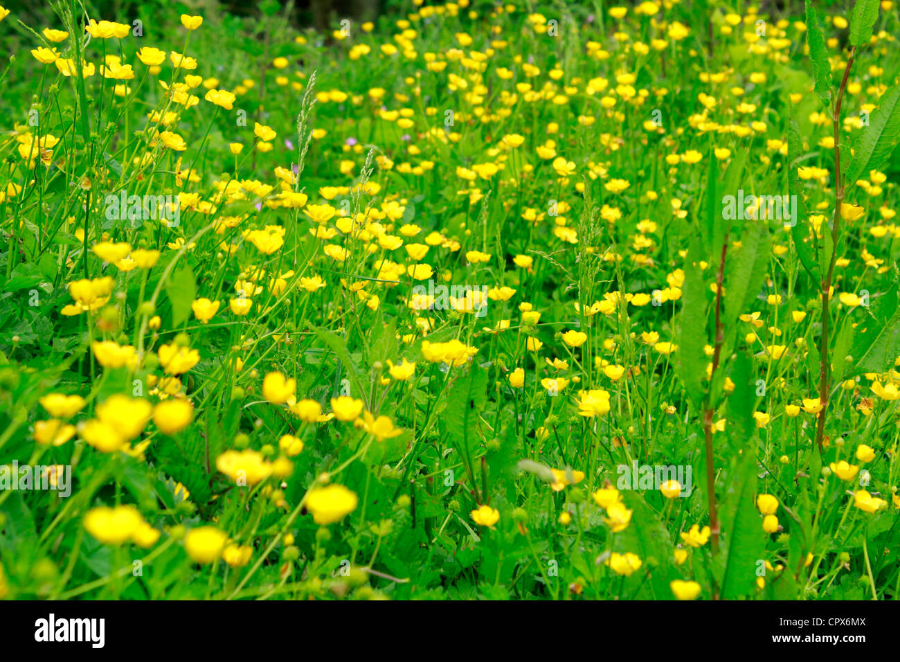 Field full of yellow flowers hi-res stock photography and images - Alamy