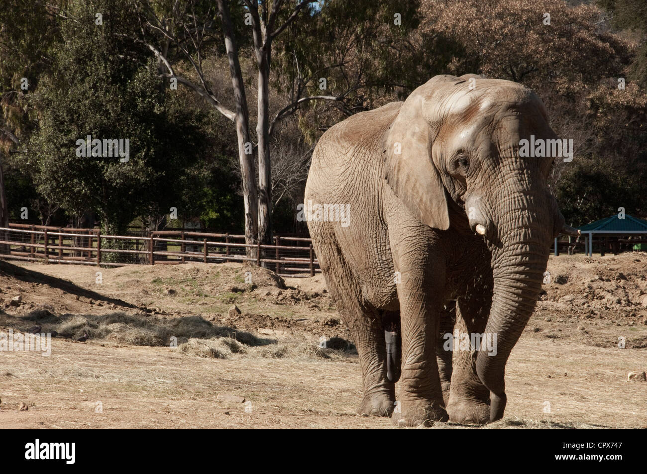 Landscape shot of an elephant walking Stock Photo