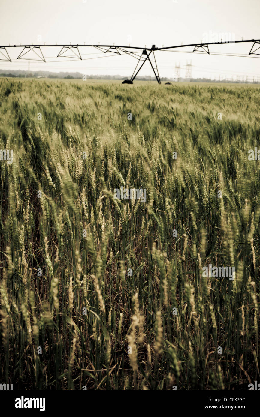 Overall shot of a crop field with irrigation systems in the backgrounds Stock Photo