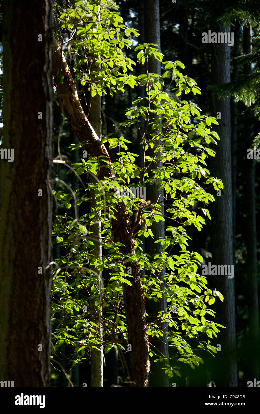 Tree leaves backlit in forest - Camano Island State Park - Camano Island, Washington, USA Stock Photo