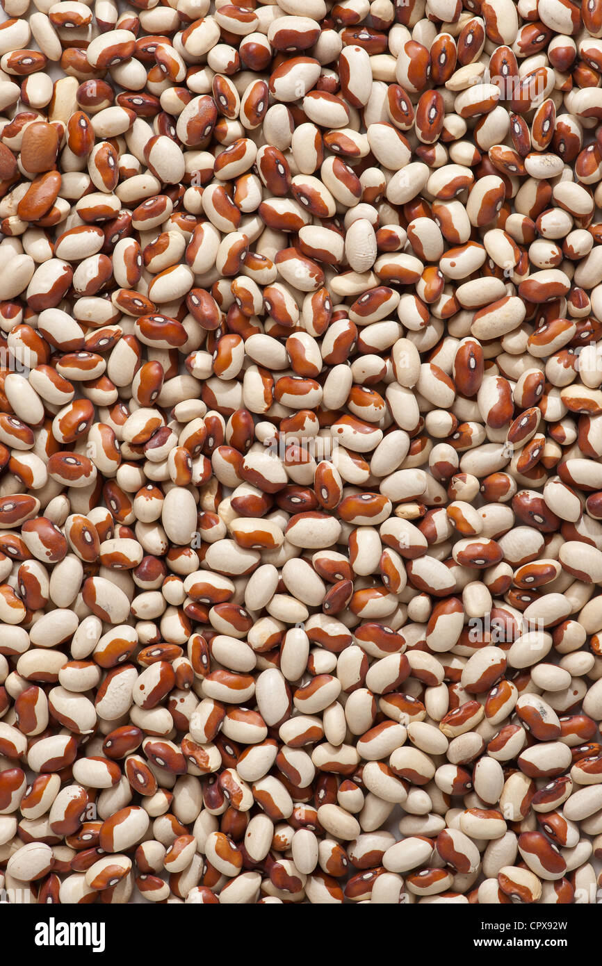 Several dried yellow eye beans from México, filling the frame Stock