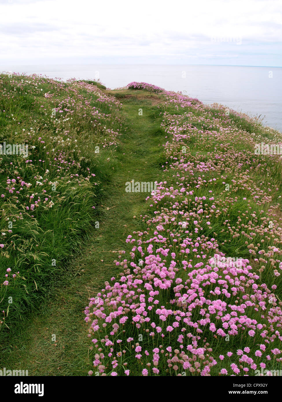 Sea pinks along the coast path, South Devon, UK Stock Photo