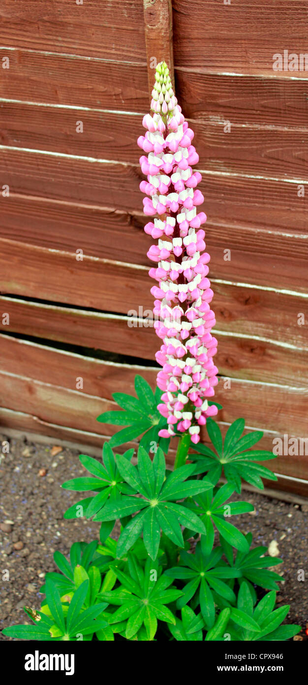 Lupinus, commonly known as Lupins or lupines in full bloom. Lupin Stock Photo