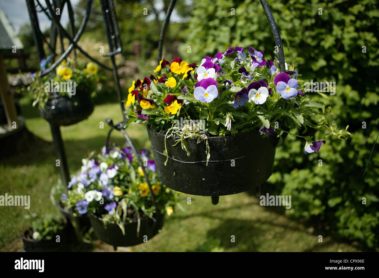 Pansies in a hanging cast iron pot in a garden setting. Yellow, White,Purple. THree hanging pots Stock Photo