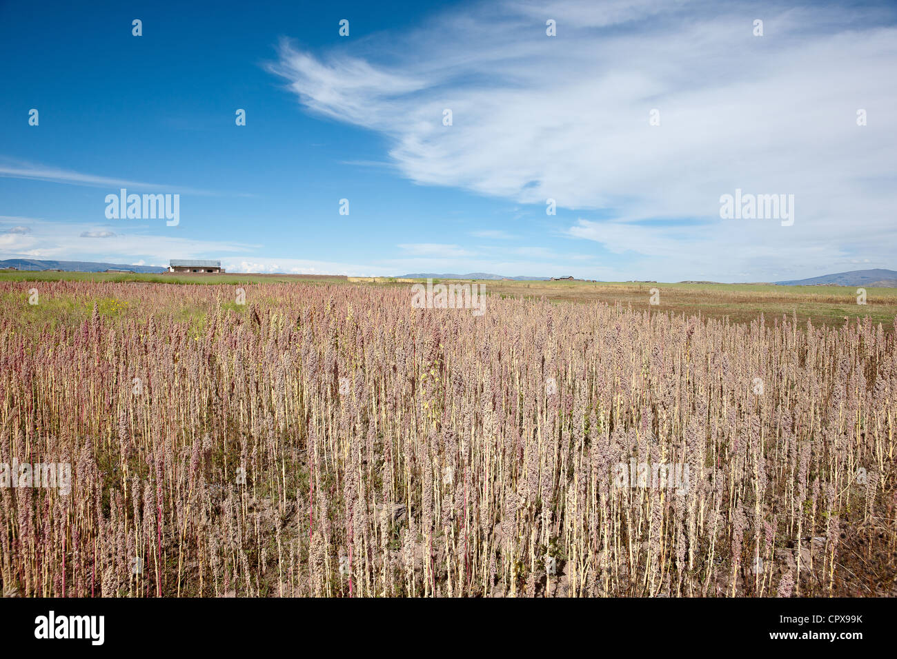 Quinoa field ready for harvest in the Peruvian Andes. Landscape. Stock Photo