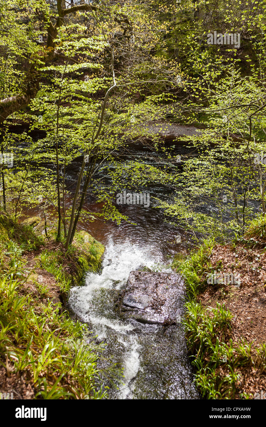 Stream falling into the River Esk at Edzell Scotland UK Stock Photo