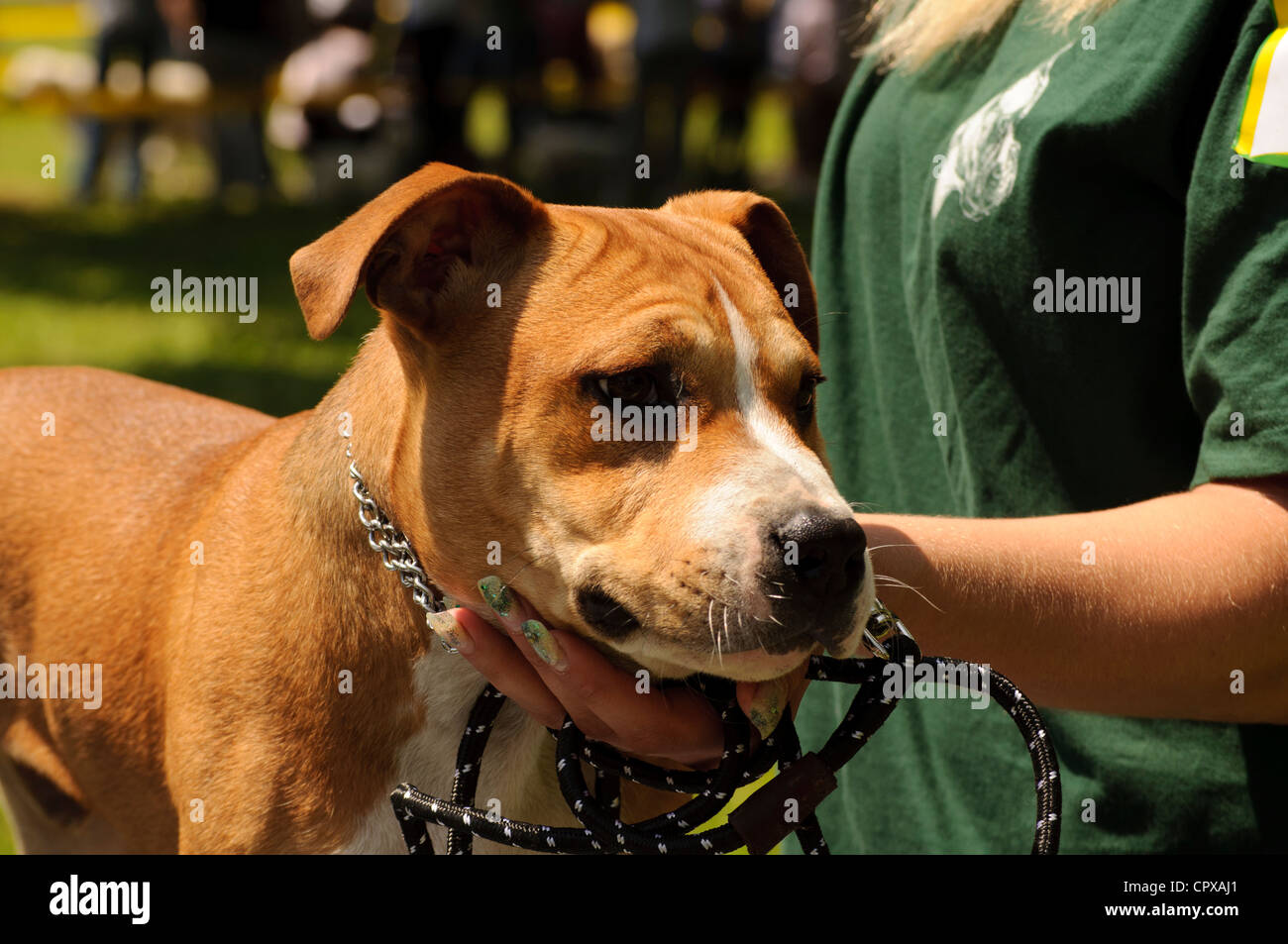American stafford hi-res stock photography and images - Alamy